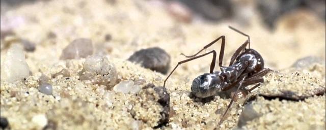 Ученые: муравьи из Сахары развивают скорость 660 км/ч