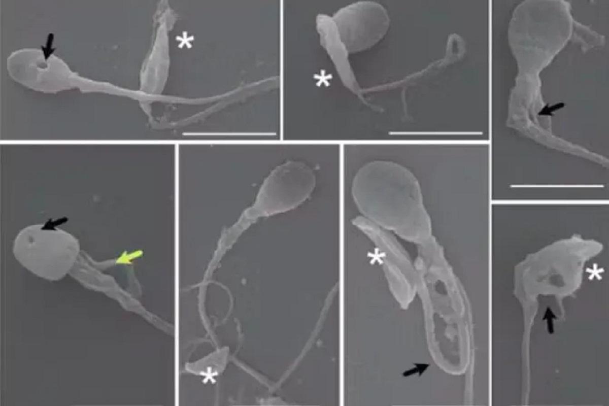 Ученые рассказали мужчинам об опасности, исходящей от кошек