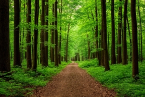 Противопожарный режим в Севастополе: какие зоны отдыха остались доступны для посещения