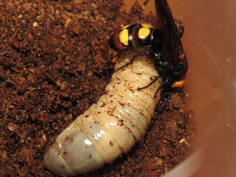 Эксперт рассказал опасны ли гигантские осы, атаковавшие Подмосковье