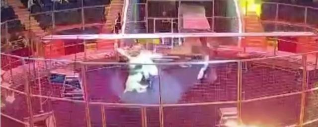 В цирке Сочи лев напал на дрессировщика во время представления — Видео
