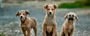 В Башкирии с июля заработает закон о собачьих приютах