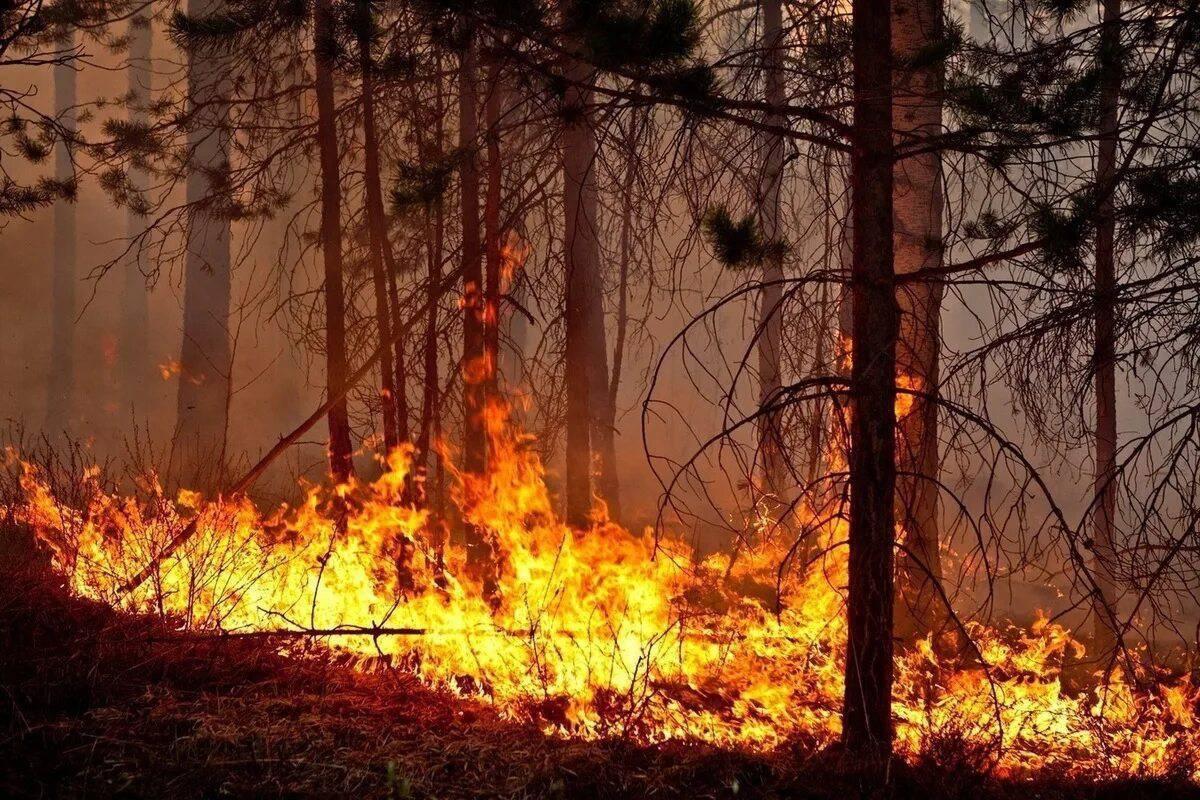 В Волгоградской области ввели жесткие меры для предотвращения лесных пожаров