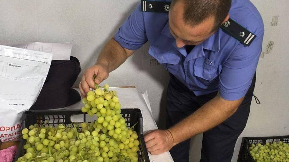 В Краснодарском крае проверили больше 56 000 тонн завозного винограда