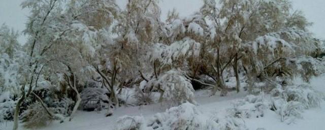 В Узбекистане самую жаркую пустыню полностью покрыл снег