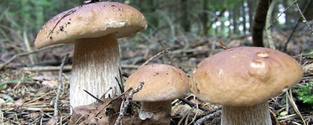 Токсиколог из Челябинска озвучил симптомы грибного отравления у человека