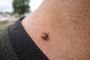 В Забайкалье проснулись клещи: зафиксированы первые случаи укусов