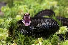 Мужчина «отомстил» ядовитой змее за укус неожиданным способом