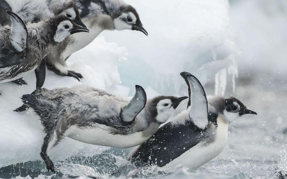 В Антарктиде обнаружена новая колония пингвинов