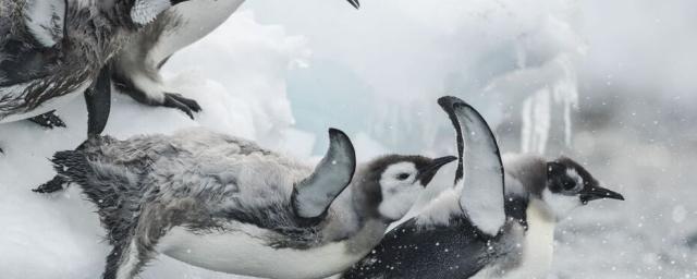 В Антарктиде обнаружена новая колония пингвинов