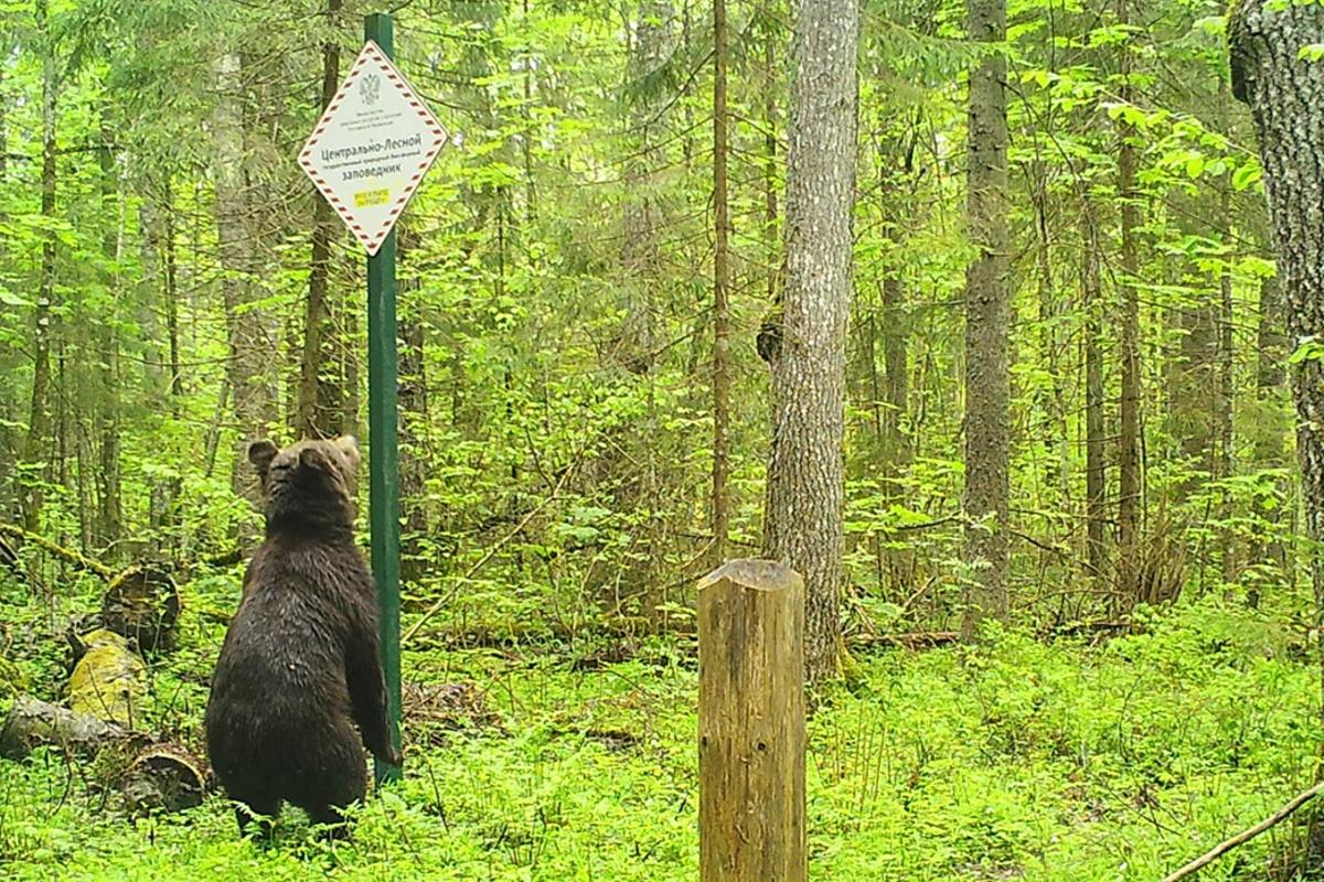 Специалисты Центрально-Лесного заповедника в Тверской области рассказали о необычном медведе