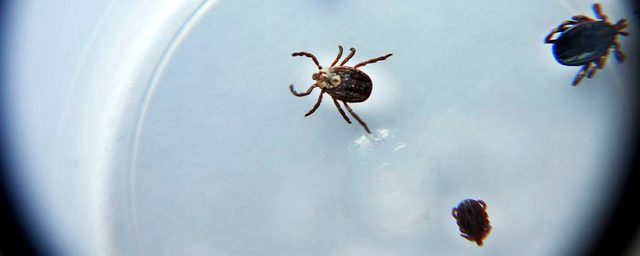 Более 1,3 млн россиян привились от клещевого энцефалита в 2021 году