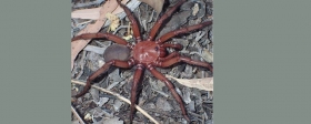 В Австралии обнаружен новый вид гигантского паука с густым волосяным покровом
