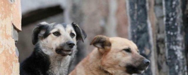 Госдума весной рассмотрит инициативу депутатов Башкирии о приравнивании бродячих псов к диким животным