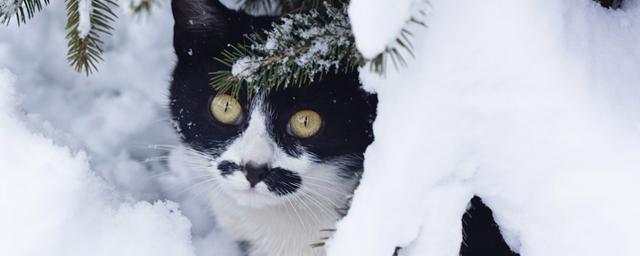Пенсионерка в Новосибирской области на глазах у школьников пыталась повесить кота