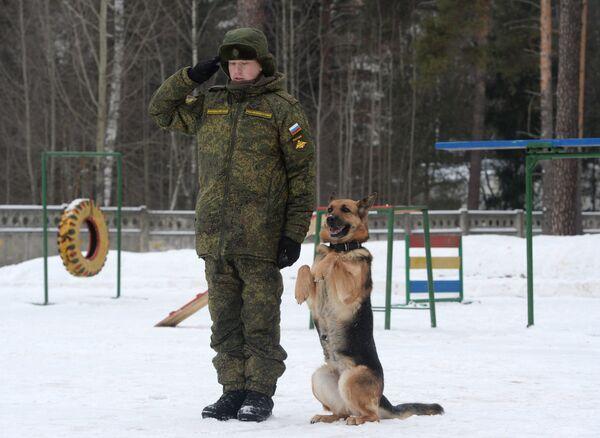 Военнослужащие СВО рассказали о псе-«детекторе» беспилотников с кличкой Кузьмич