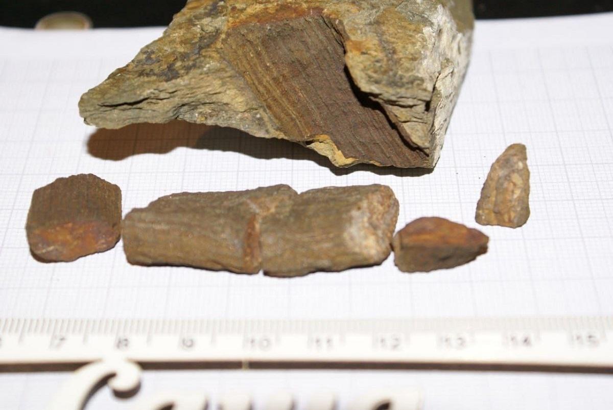 В Сибири на Змеиной горе палеонтологи нашли ископаемые останки древнее динозавров