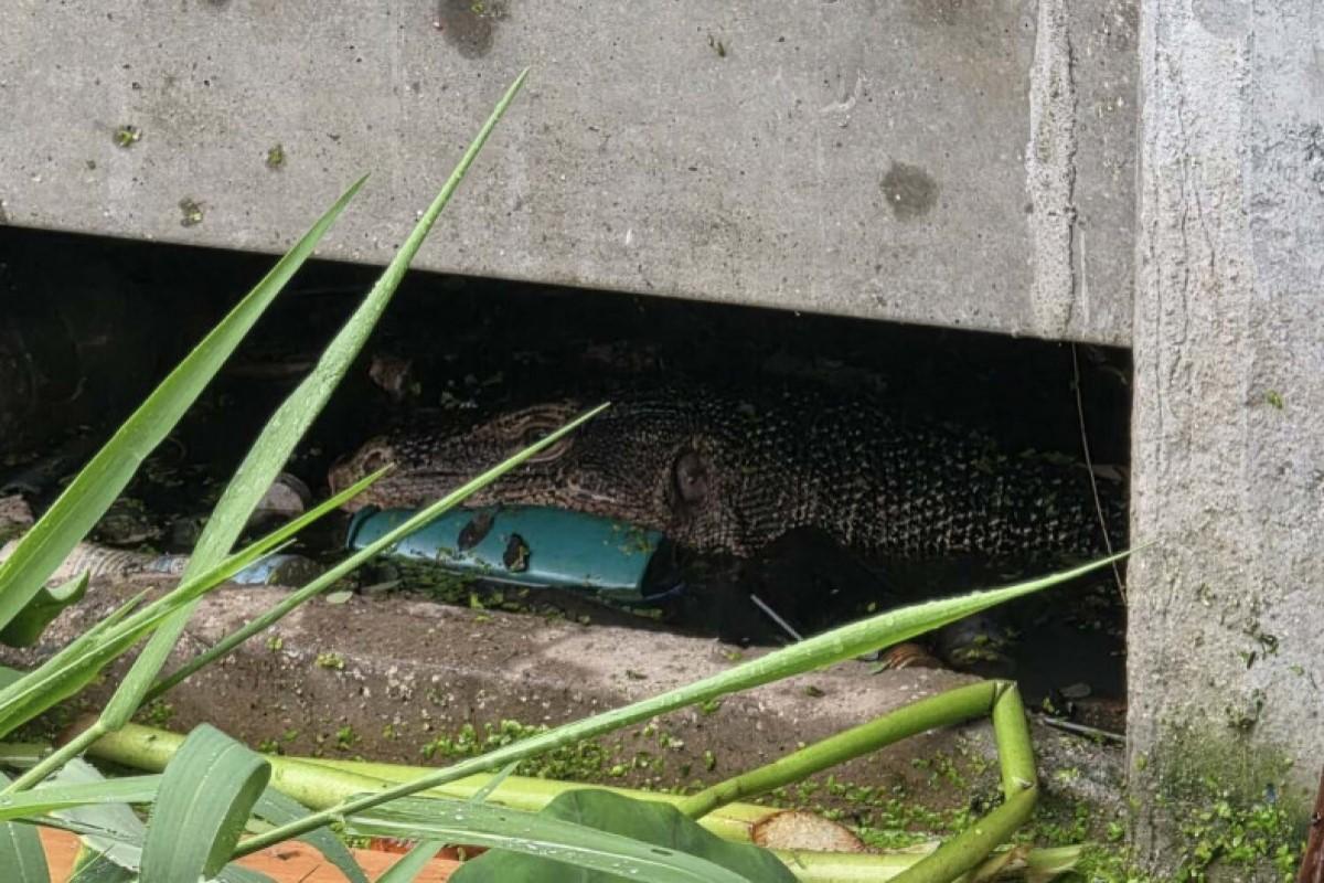 В Тайланде варан съел младенца