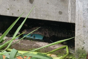 В Тайланде варан съел младенца