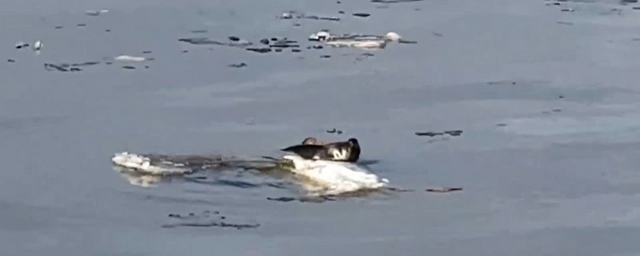 Семейство нерп дрейфовало на льдине в центре Петербурга