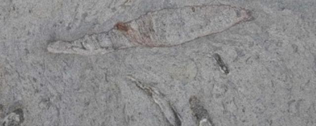 У берегов Тайваня обнаружены древние пещеры огромных червей-хищников