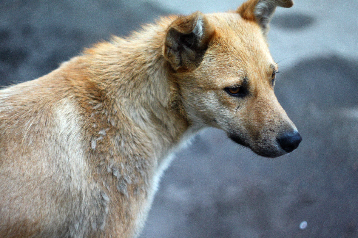 В Хабаровске надеются решить проблему с бродячими собаками за 7 лет