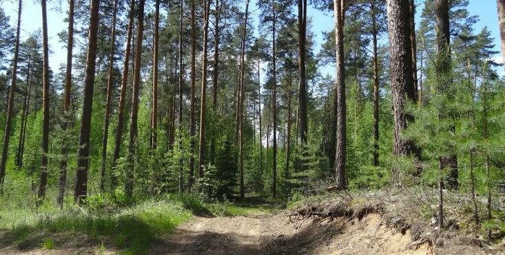 В Свердловской области найден мертвым заблудившийся в лесу солдат-срочник