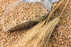 Калининградская область планирует экспортировать в 2024 году 500 тысяч тонн зерна