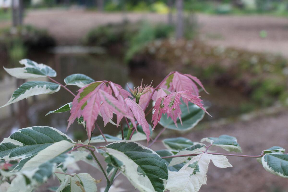 Рудничному бору в Кемерове угрожает клен ясенелистный