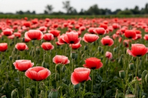 Дачникам рассказали, за выращивание какого растения грозит тюрьма