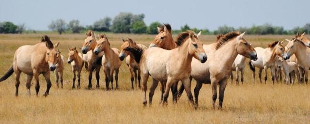 Лошадь Пржевальского оказалась потомком первых одомашненных скакунов