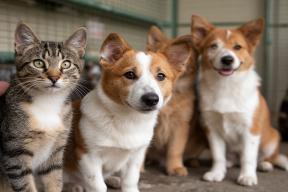 Перепись приютов: кто и как заботится о бездомных животных России