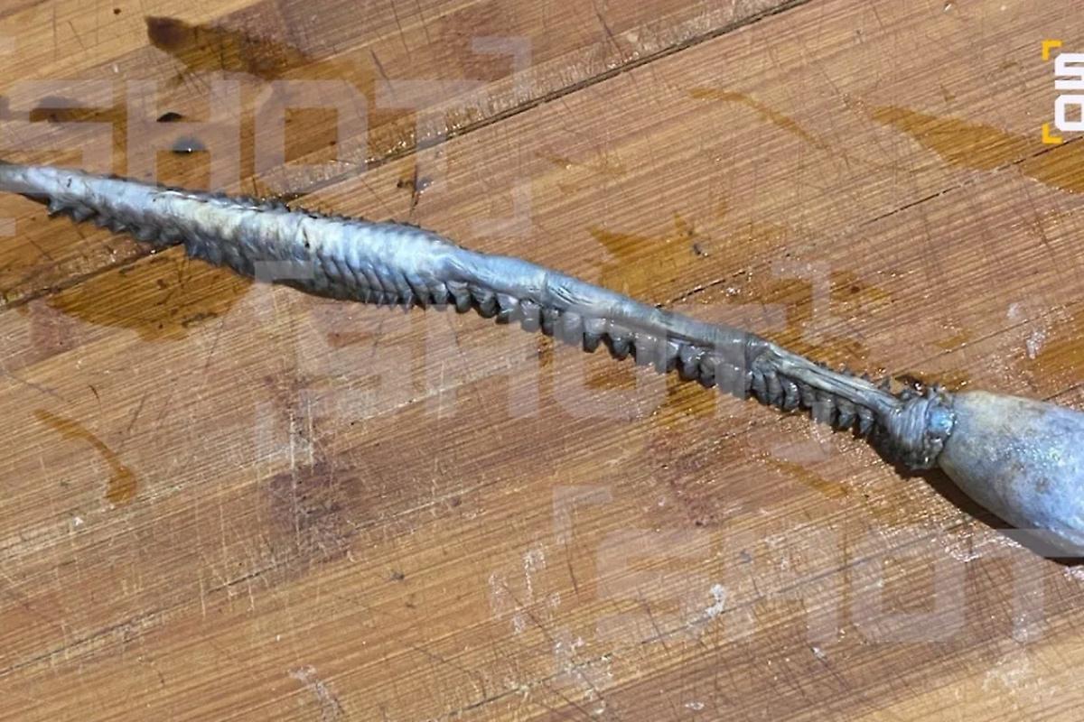 Улов с «сюрпризом»: магаданские рыбаки нашли в камбале неизвестное существо