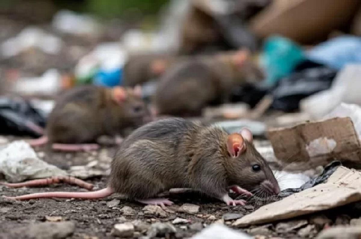 В Марий Эл за неделю выявили семь новых случаев «мышиной лихорадки»