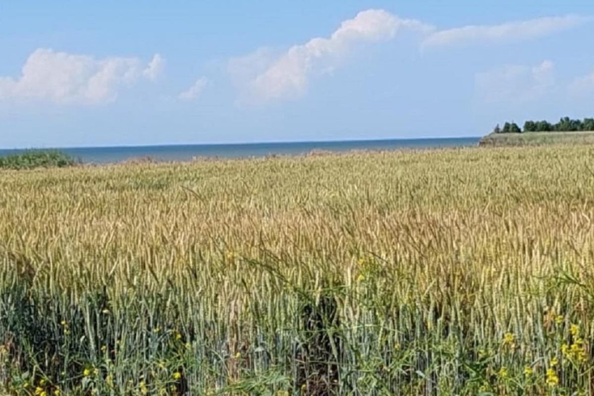 Донские аграрии попались на опасном хранении зерна перед сбором урожая