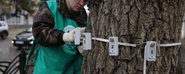 На Кольцовском бульваре Воронежа спилят вязы и высадят липы