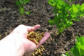 Вкусовые качества растений зависят от микробов в почве