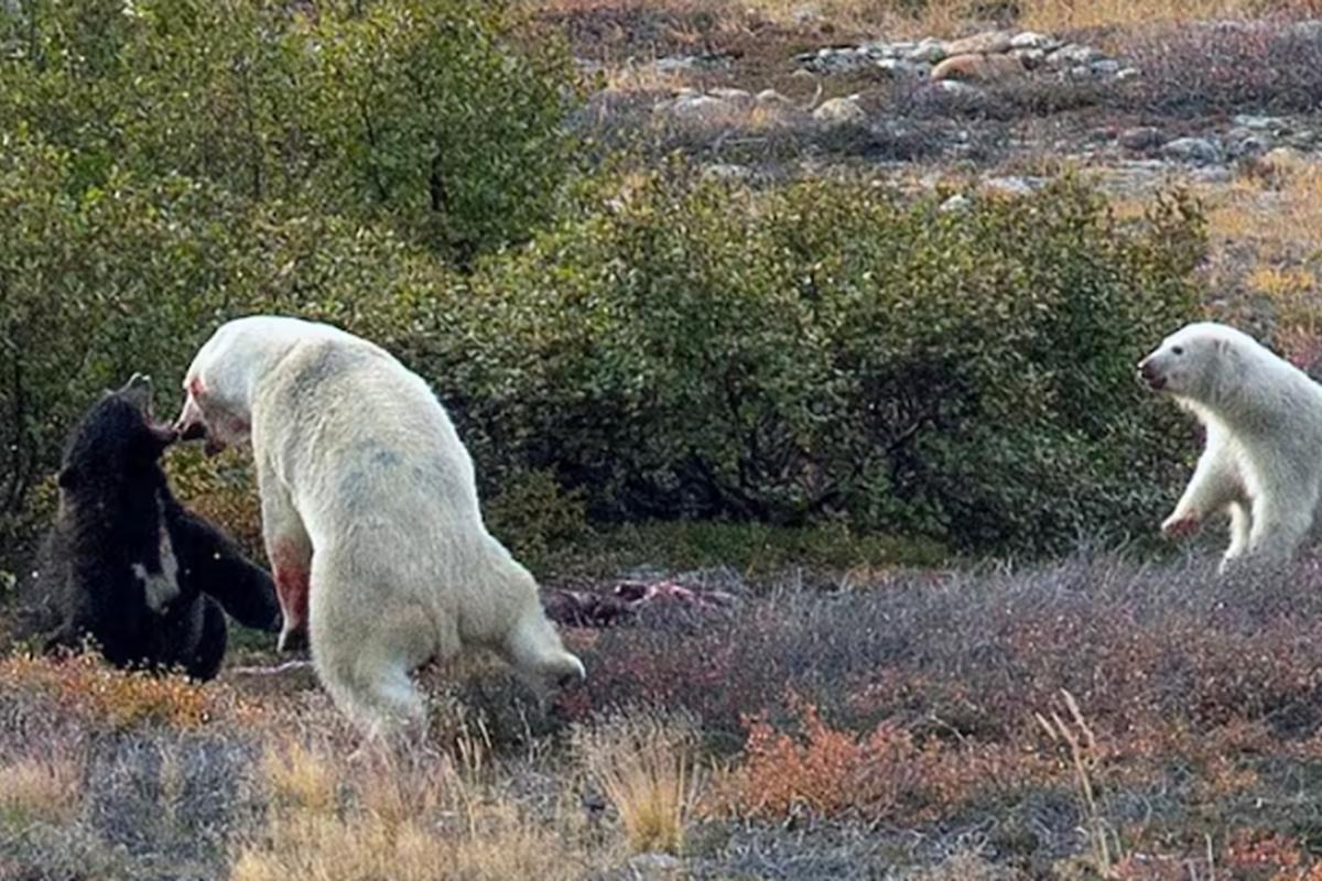 В Канаде белый медведь подрался с бурым