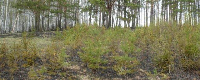 В Ивановской области огнеборцы тушат серьезный лесной пожар