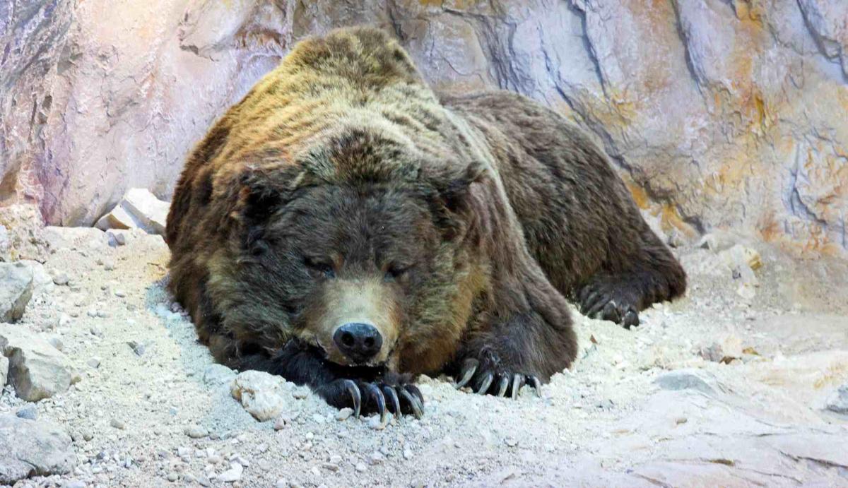 Ученые: пещерные медведи вымерли из-за устройства носа