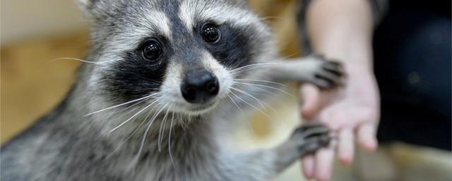 Ученые доказали опасность контактных зоопарков для людей