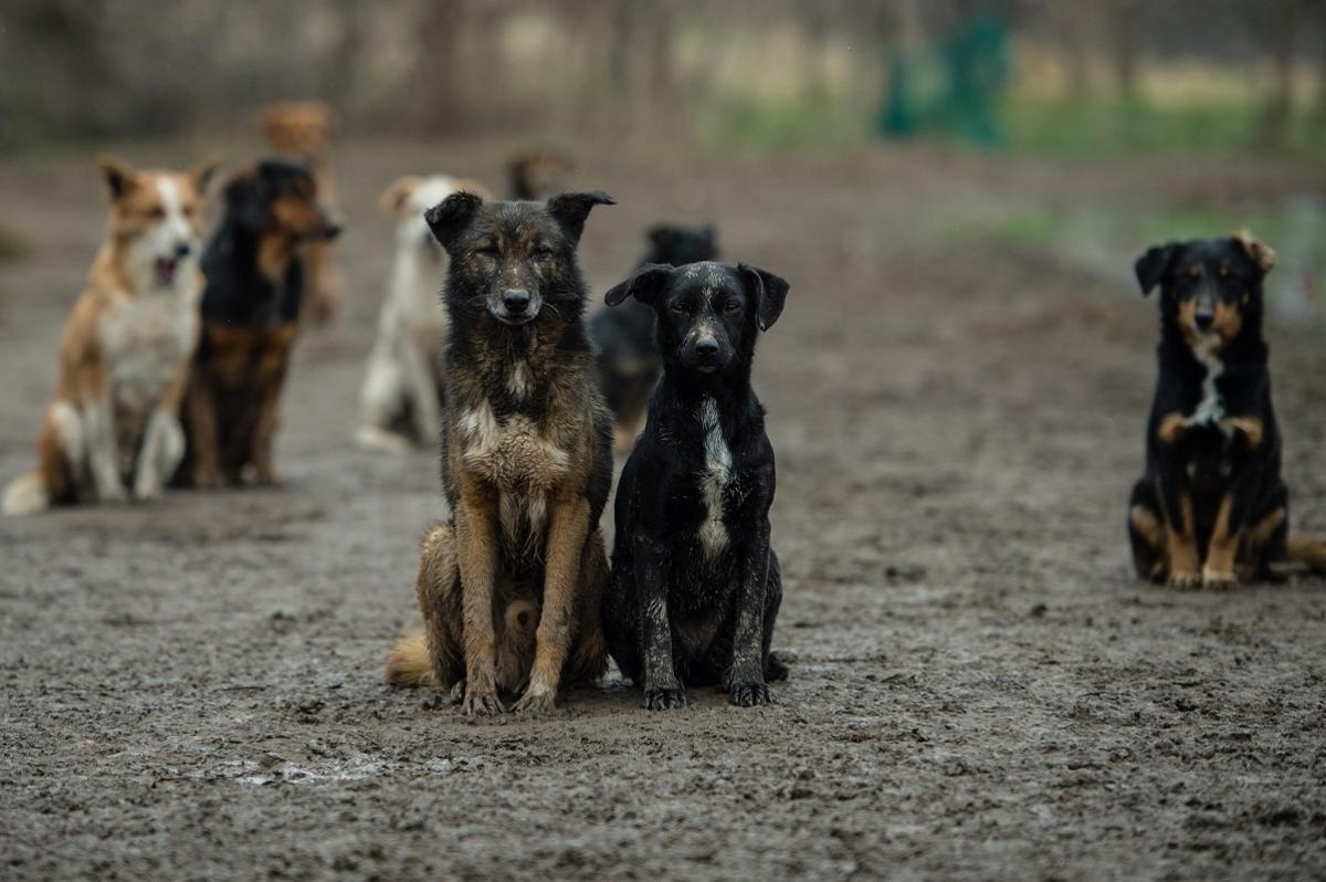В Забайкальском крае заработала горячая линия по приему заявок на отлов бродячих собак