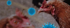 Инфекционист Поздняков оценил вероятность эпидемии из-за птичьего гриппа H3N8