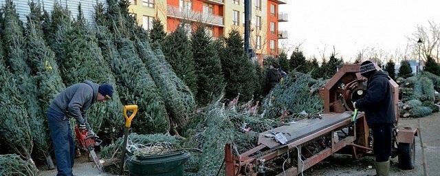 Челябинский охотник придумал, как предотвратить излишнюю вырубку елок