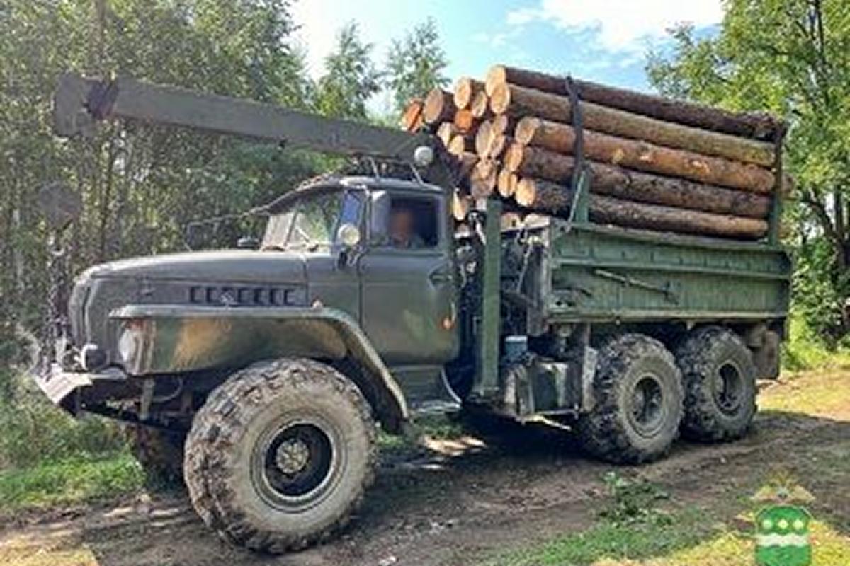 В Приамурье раскрыта организованная группа черных лесорубов, ущерб — 11 млн рублей