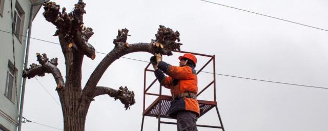 В Рязани проводят формовочную обрезку деревьев на пяти улицах города