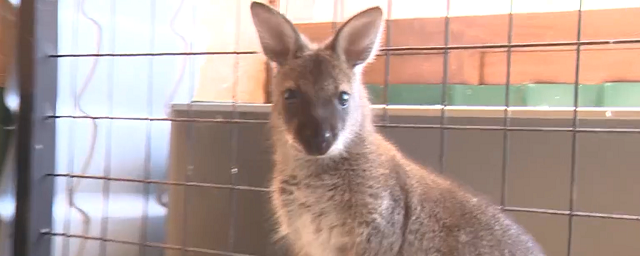 Посетителям нальчикского зоопарка представили первого родившегося здесь кенгуренка