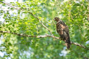 Краснокнижного ястреба-осоеда обнаружили в костромском заповеднике «Кологривский лес»
