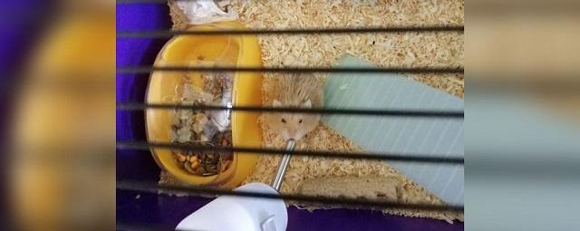 Хомяк по кличке Сталин в Великобритании спас хозяйку от смерти