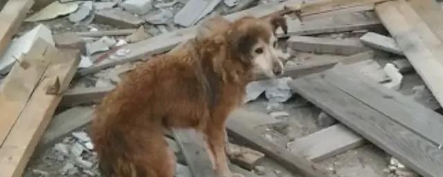 Собака провалилась в открытый люк в Новосибирске